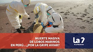 Muerte masiva de lobos marinos en Perú | La 7