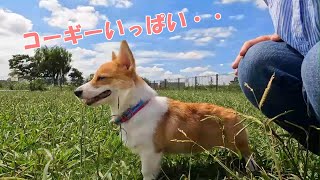 ドッグランでコーギー界の厳しさを痛感したコーギー子犬