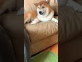 柴犬福 なぜか機嫌が悪い柴犬 why bad mood shibainu🤣 tiktok shibainu shorts 시바견 柴犬 かわいい cute funny dog