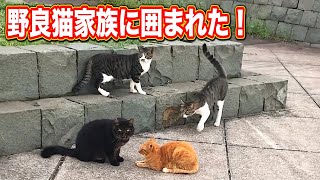 野良猫家族に囲まれた Kitten Cat Japanese traditional house