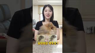 포메라니안 곰상? 여우상? 뭐가 맞을까?