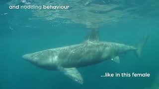 Mysterious circles of basking sharks explained