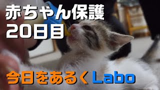 【Cat Labo】赤ちゃん猫 保護２０日目 お食事 2024 Autumn🎉Vlog 20 days after saving a baby cat. Kasukabe Japan