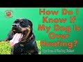 How To Tell if Your Dog Is Overheating- Tips From Al The Dog Trainer