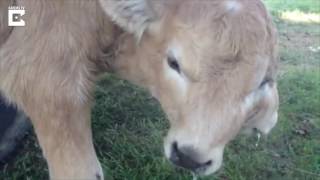 Meet The Miracle Calf Born With Two Faces