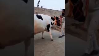 cow is very wonderful 25 litre par day melik#anand singh