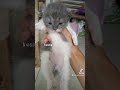 kunti bogel kesayangan 🤗😁🤭 #kucing #trending #trend #viral #viralin #fyp #tiktok #funny #comedy