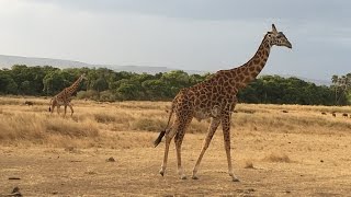 東非動物大遷徙 肯亞馬塞馬拉河渡河盛況2016 08 31