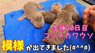 生後10日目のコツメカワウソの赤ちゃん【コツメカワウソ】