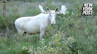 Majestic white moose spotted in Sweden | New York Post