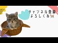 初めて家に来た、生後２ヶ月の子猫がかわいすぎる。