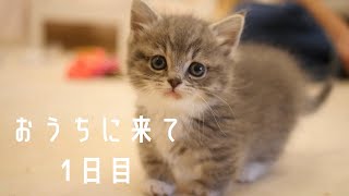 初めて家に来た、生後２ヶ月の子猫がかわいすぎる。