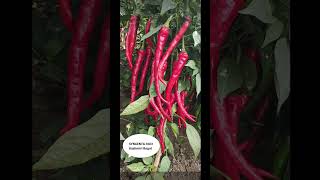 #syngenta #అన్నదాత #bestseeds #bestseller#chilli #మిరప #మిర్చి కావలసినవారు సంప్రదించగలరు