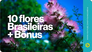 10 lindas flores Brasileiras para jardim + Bônus