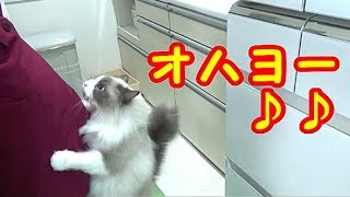 手荒なご挨拶 猫ラグドールのコハク君 タックル2　Ragdoll Cat Kohaku. He make a smashing tackle.