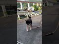 【柴犬】散歩コースの坂道がしんどい ~_~ 黒柴 柴犬 朝んぽ