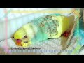 ケージデビューしました セキセイインコの雛 生後31日目