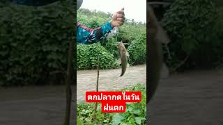 ตกปลากดในวันฝนตก #สุโขทัย#เอ็มมินิ fishing