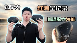 加拿大「赶海」居然有超级多的大海蚌。抓到和脸一样大的海蚌？！！