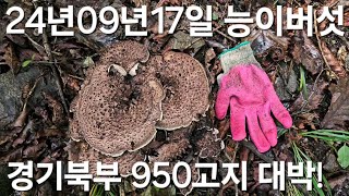 능이버섯 24년09월17일 경기북부 950고지 한덩어리에 1.2키로 대박 능이버섯 터졌습니다! [깡촌 경기 특파원 띵띵님] Country life