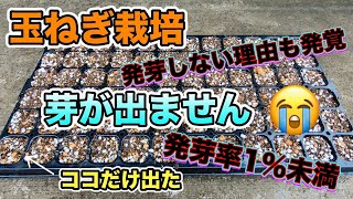 【家庭菜園】玉ねぎの芽が出ません😭種を蒔き直しました。発芽率1％未満。玉ねぎの芽が出ない理由も判明。