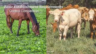 Pasture Establishment Basics-Stephanie Smith