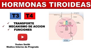 HORMONAS TIROIDEAS (TRANSPORTE, MECANISMO, FUNCIONES)