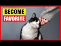 How Cats Choose Their Favorite Person