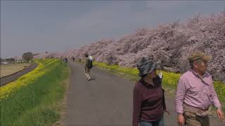 【旅エイター】桜前線『熊谷桜堤・ビデオ映像③』　埼玉県熊谷市・一人旅