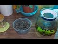 how to make the green tea ،طرزتهیه دم کردن چای سبز، چای سبز با هل و زعفران در ۵ دقیقه