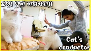 귀여운 랙돌 아기고양이를 장난감으로 점프하게 만드는 집사! Cat's conductor! | Ep.12