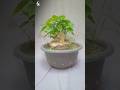 Ficus rumphii bonsaiOnly 2 years old#Short video #all_in_one_bonsai