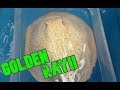 JUGGLING STINGRAYS - Moving GOLDEN ALBINO rays into bigger tank -  Part 1