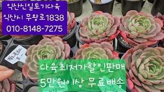 (익산신일토기다육)#다육판매#010-8148-7275#다육최저가할인판매♡5만원이상무료배송