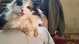 my cute cat reaction after 7 weeks being apart