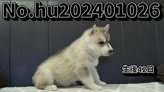 シベリアンハスキーの子犬販売 No.hu202401026 静岡県浜松市のブリーダー 2024年1月2日生 2月13日現在