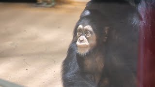 レンと遊んでくれる父母マルクとみるく（Father Maruku and mother Milk playing with Ren）　熊本市動植物園　チンパンジー　202212