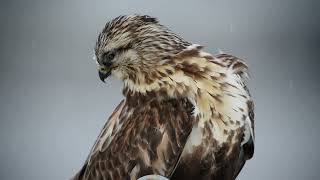 Buteo lagopus