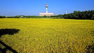 台北市最後的金黃稻田｜大直橋→舊雙溪河步道→社子島頭公園