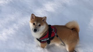 雪と戯れる柴犬（Shiba Inu playing with snow）