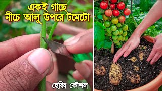 একই গাছে উপরে টমেটো নিচে আলু কিভাবে দেখে নিন | Tomato Grafting On Potato