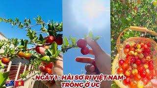 🇦🇺 HÁI SƠ RI VIỆT NAM- TRỒNG Ở ÚC| Homegrown Fruits in Australia- organic fruits #ngày1