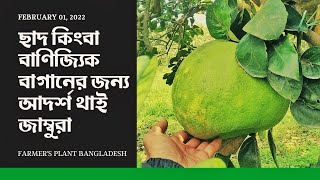 থাই জাম্বুরা || ছাদ কিংবা বাণিজ্যিক বাগানের জন্য আদর্শ || Thai Pomelo