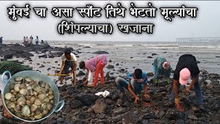 मुंबईच्या समुद्रात अशा एका ठिकाणी भेटतात खूप मुळे | शिंपले | catch Big clam in sea | clams catching