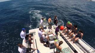 NSU Shark Tagging Expedition