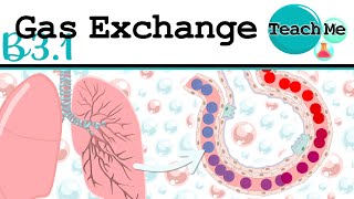 (B3.1) - Gas Exchange  - IB Biology (SL/HL)