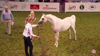 N 139 BAROK   2020 PRIDE OF POLAND   42nd Arabian Horse National Show   7 Years Old and Older Stalli