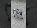 the robot dog robot shortvideo shorts