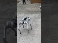 the robot dog robot shortvideo shorts