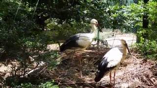 たった２ヶ月で・・・　Japanese white stork